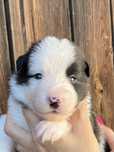 Border collie sunia seal