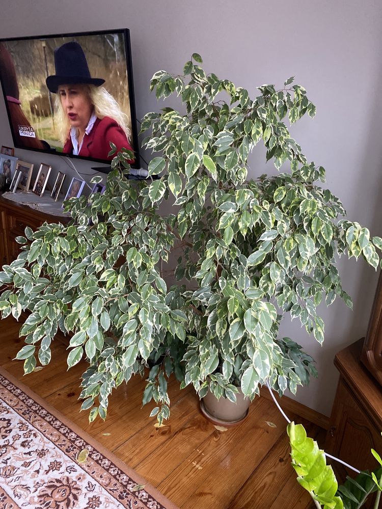 Fikus Benjamina Duży