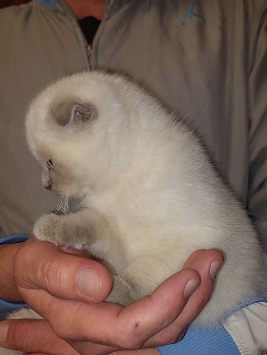 Породистая Девочка Скоттиш фолд.