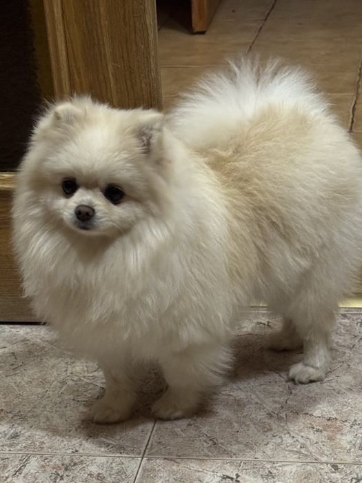 Підрощена дівчинка