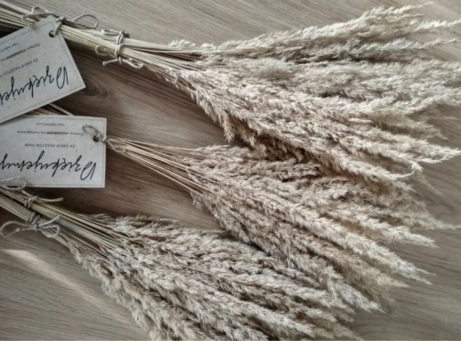 Suszona trawa trzcina boho pampasowa