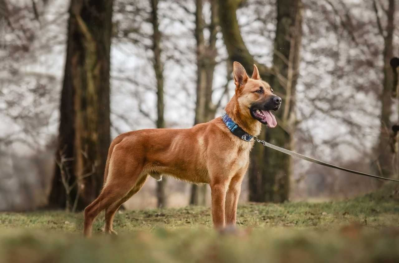 Baxter pozytywny duży młodziutki psiak