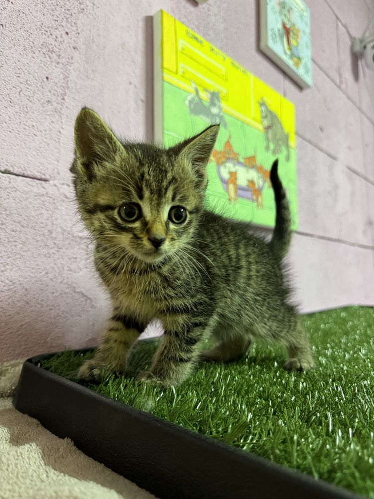Кошеня дівчинка безкоштовно котенок