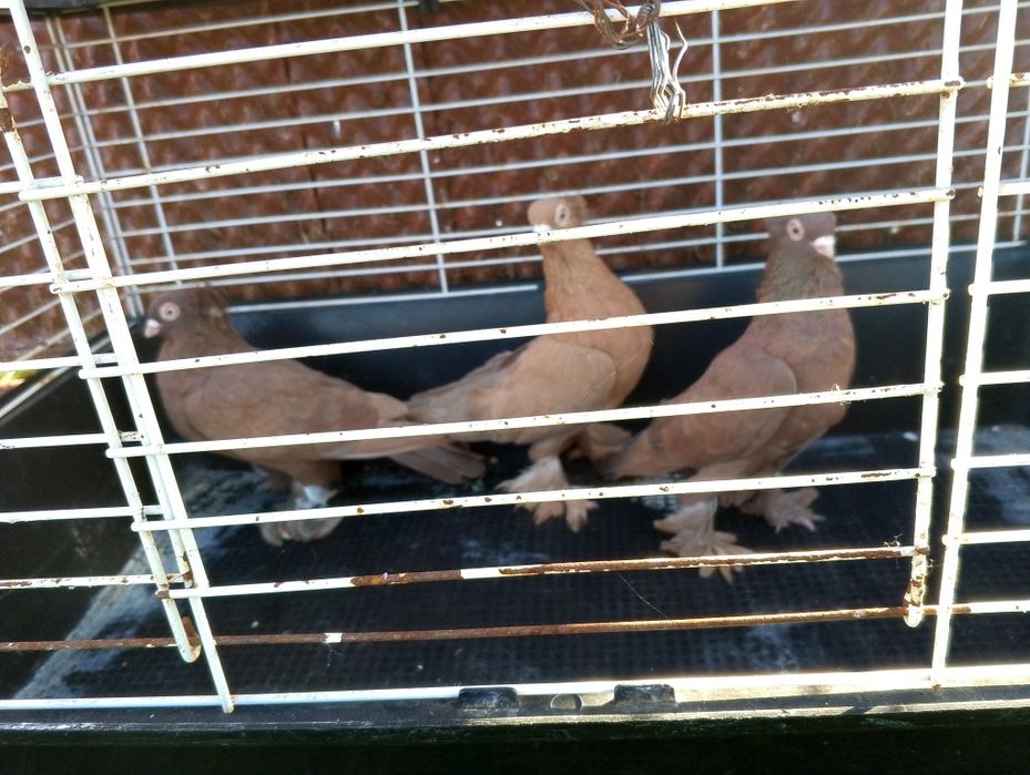 Gołębie ozdobne Wywrotki