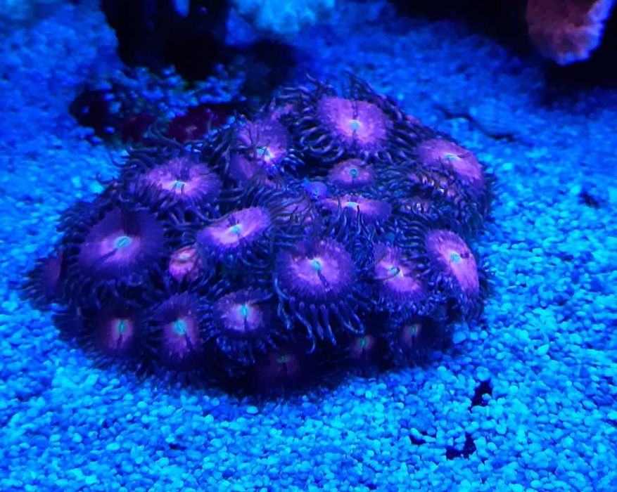 Zoanthus purple bee,morskie,koralowiec