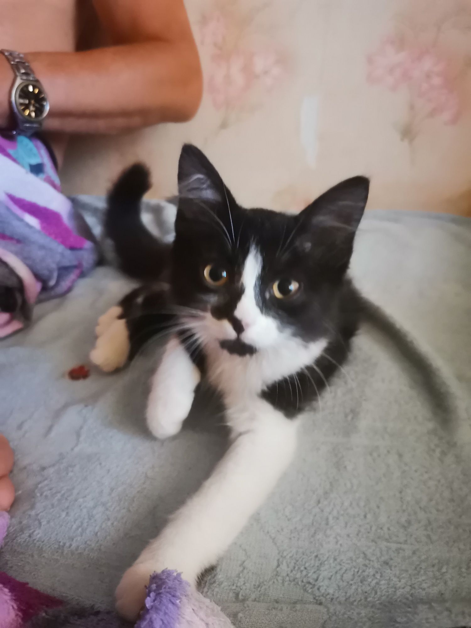 Котик в Добрі руки.