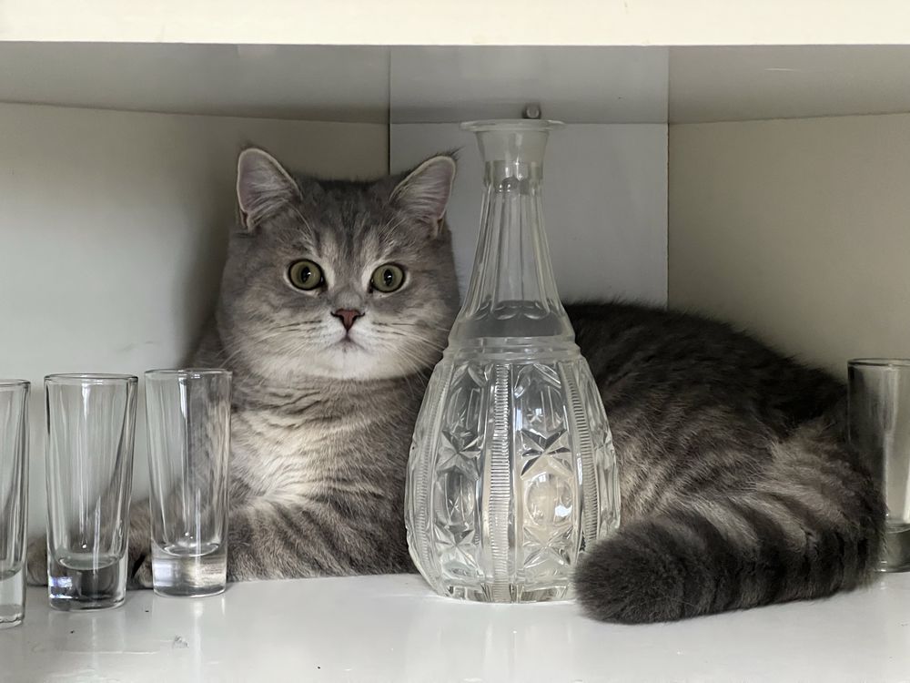 Вязка шотландский кот