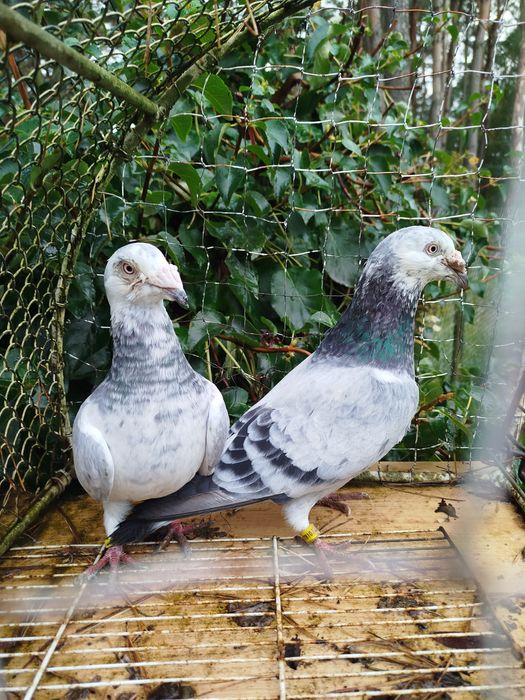 Gołębie Staropolskie- Młode po tej parze z 2025 r likwid