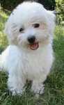 Bichon maltes menino