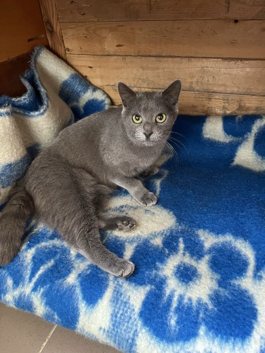 Кошечка стерилизована привита