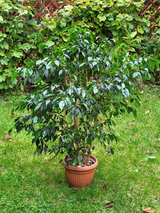Fikus Benjamina 130 cm