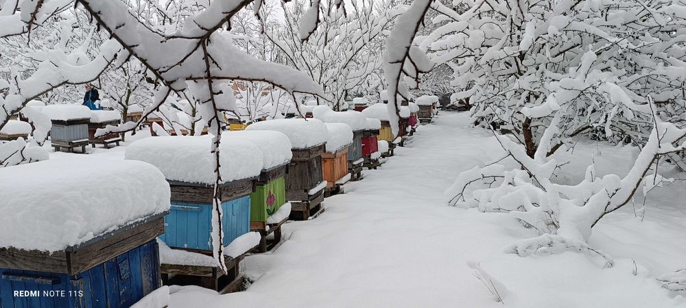 Silne, zdrowe rodziny pszczele czekają na Ciebie. Sezon 2026 otwarty!