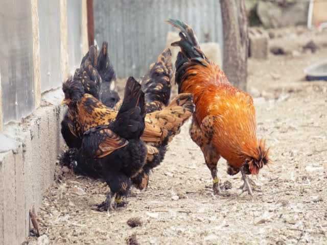 Кури Павловська, яйце інкубаційне,Оплод перевірений і дуже високий