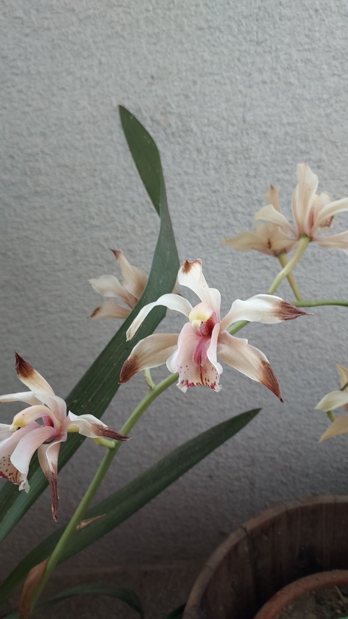 Vaso flores Orquídeas