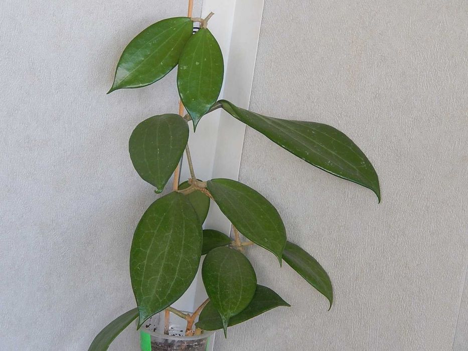 Хойя Hoya Hanhiae pink*yellow, взрослая