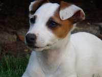 Jack Russell Terrier tylko od #Smartie Jacks# smooth Jack Russell