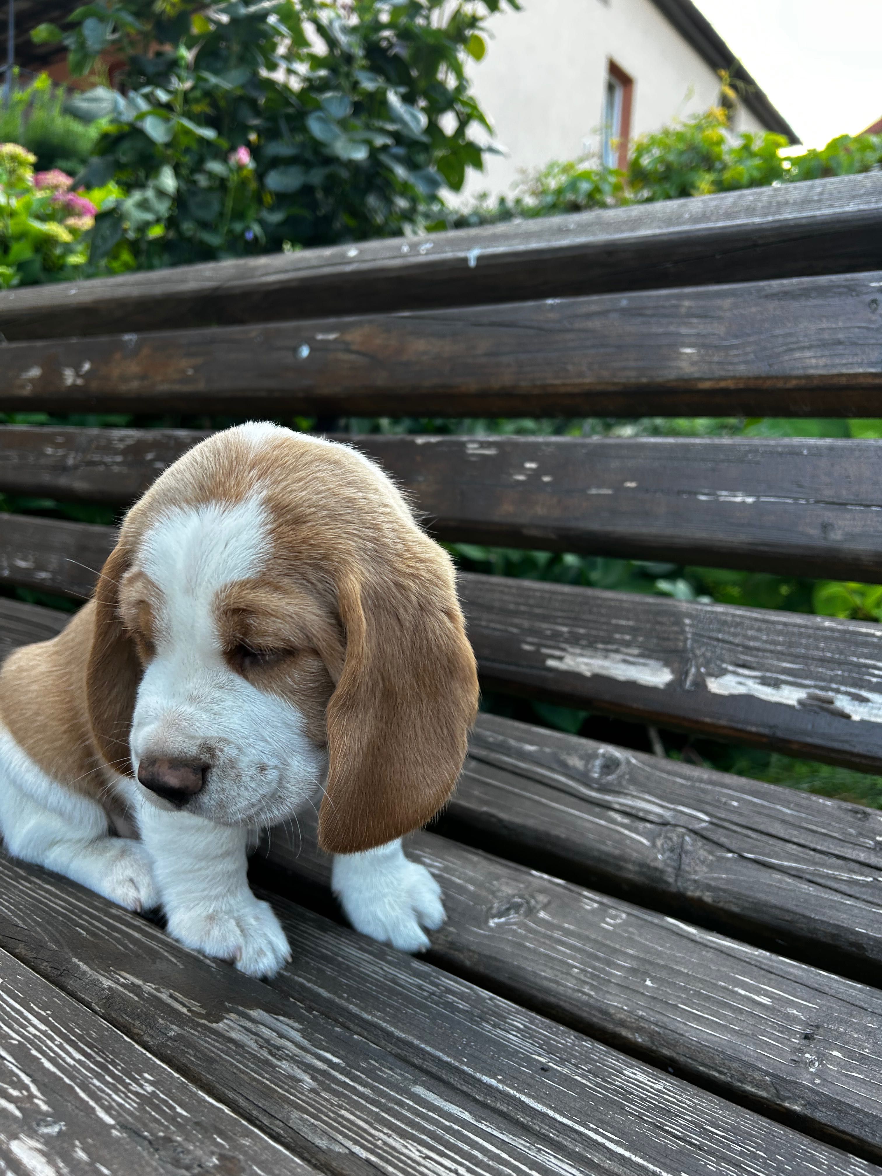 Szczeniak Beagle - piesek bicolor gotowy do odbioru