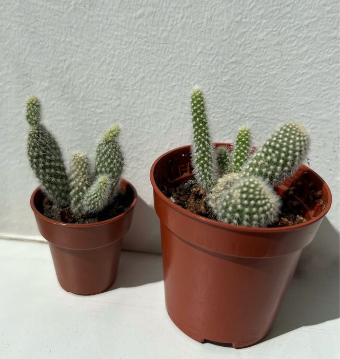 Продаю кактус Опунція