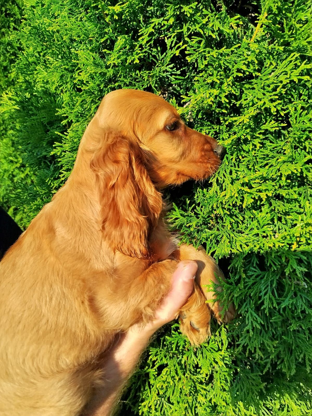 Piękny Cocer Spaniel z rodowodem