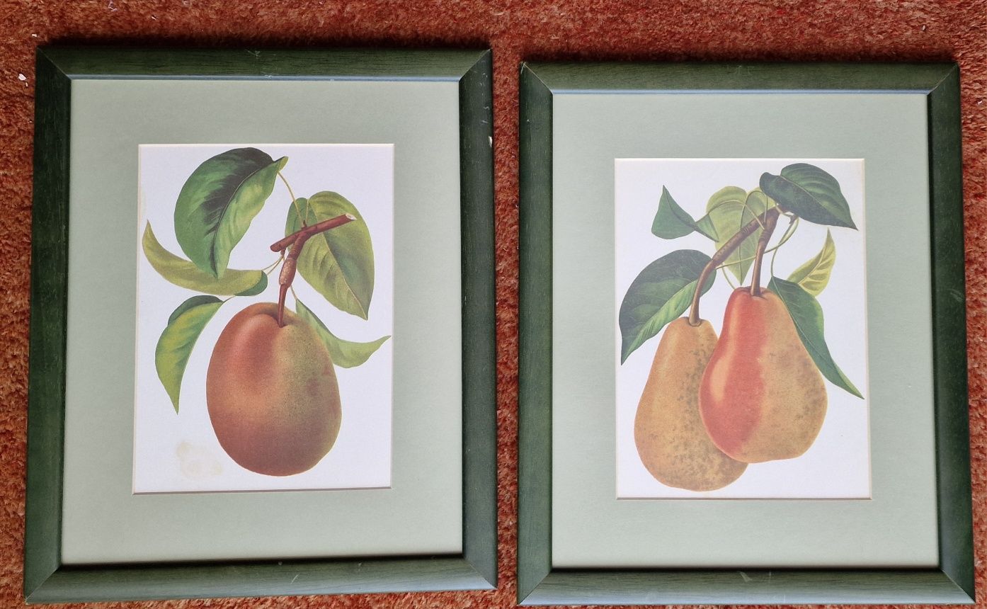 Quadro frutos ( 30-36 cm)