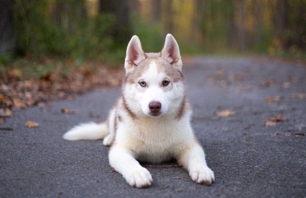 Фантастичної краси хлопчик хаскі КСУ