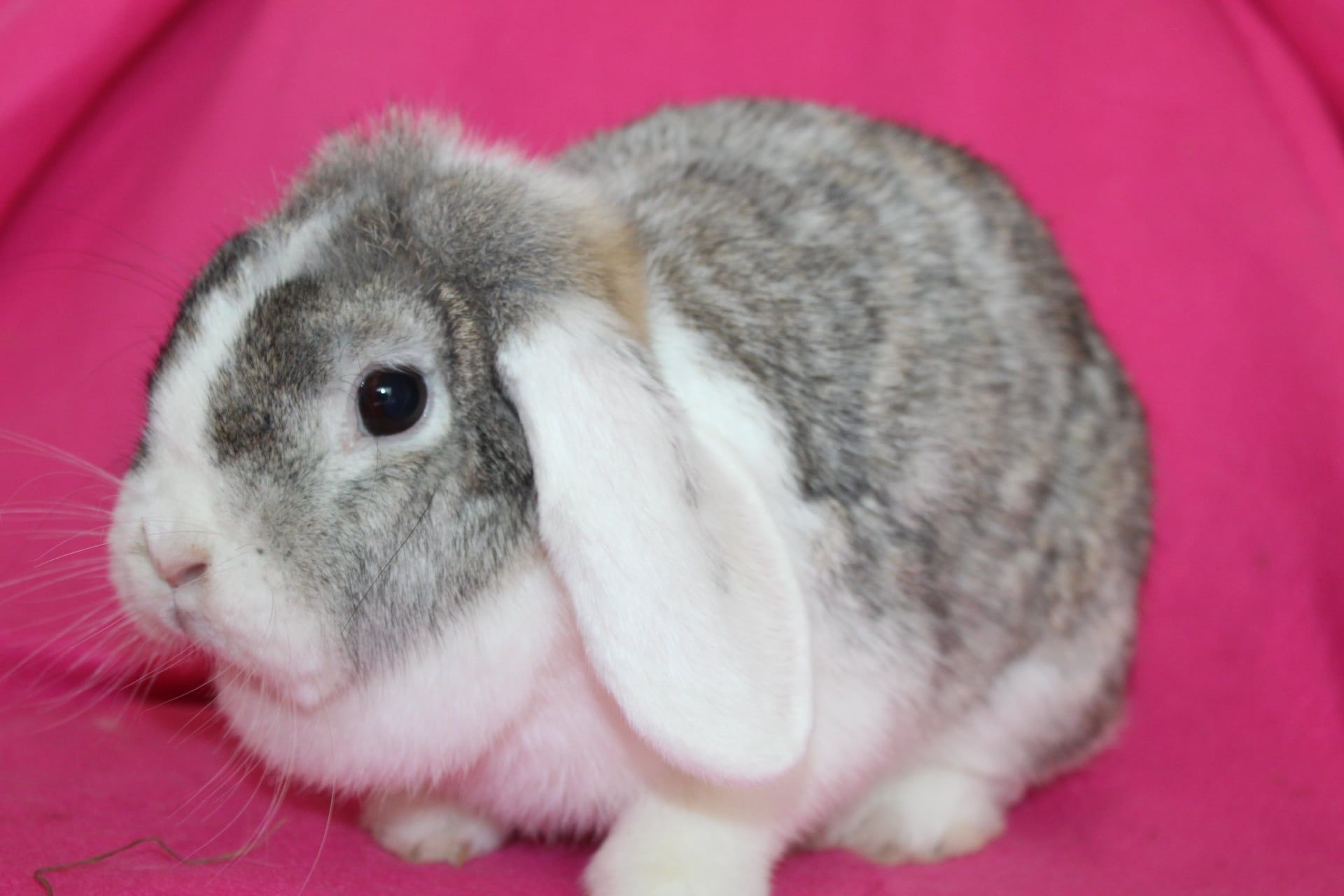 Samice mini lop , mini lopy . Baranki karzełki