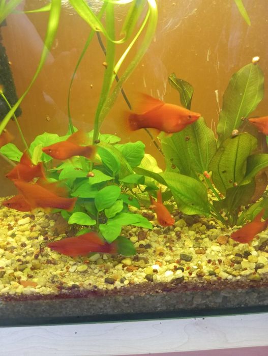 Sprzedam ładne mieczyki czerwone