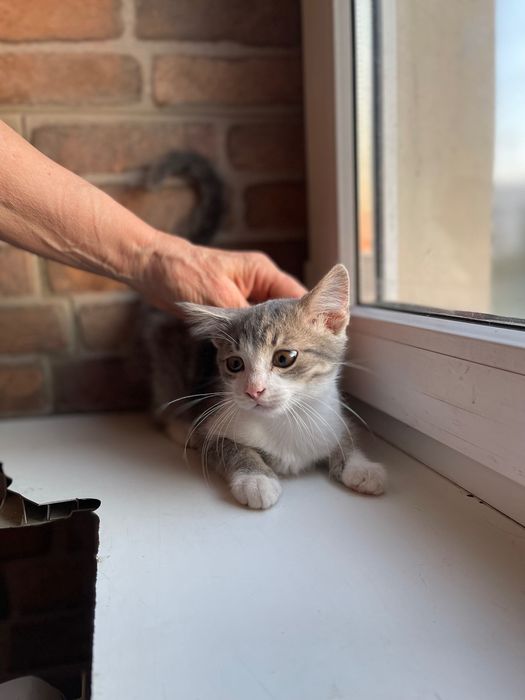 Котята котики отдам котенок мальчик