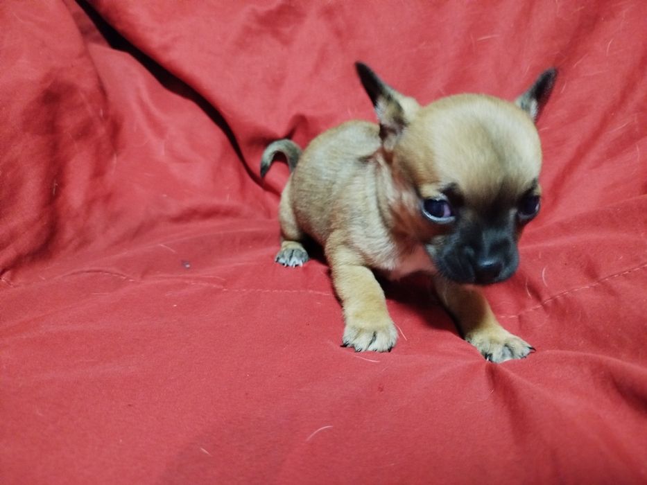 Chihuahua de pelo curto
