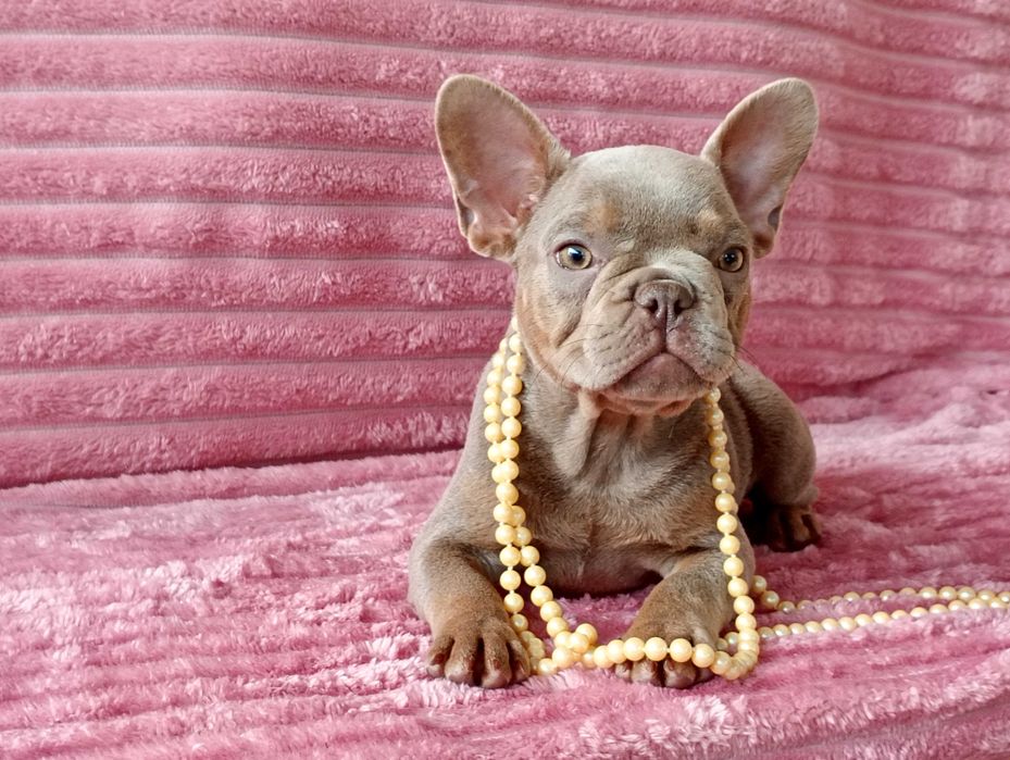Bulldogue Francês femea