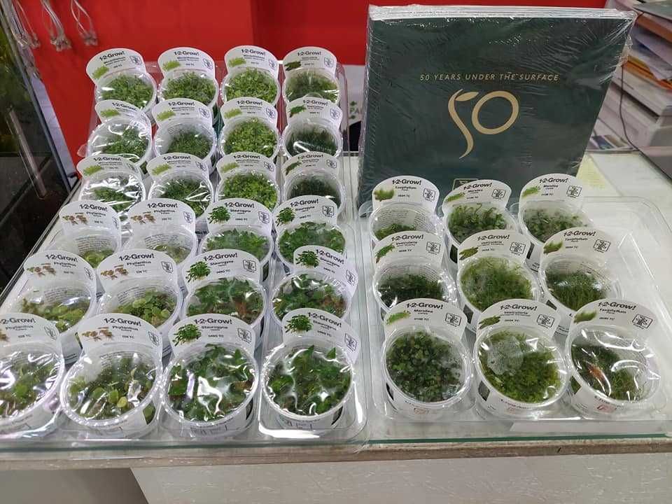 Plantas In-Vitro Tropica para aquario plantado