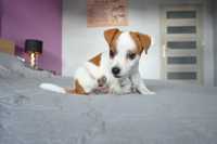 Jack Russell Terier suczka