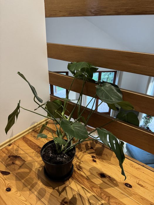 Piekna duza monstera