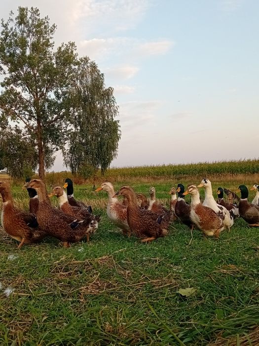 Młode kaczki, staropolskie