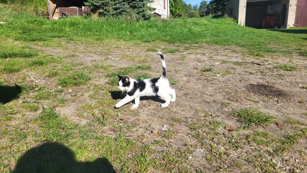 Oddam koty kotki kocięta w dobre ręce za darmo 3 sztuki Grabówko woj.