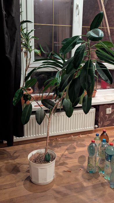 Срочно продам цветы комнатные Драцена ,Фикус