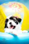 Shih tzu szczenie