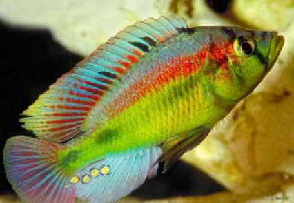 Хаплохромис Найерери Haplochromis nyererei Цихлиды Виктория Малави