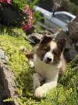 Border Collie suczka uniaktowe umaszczenie