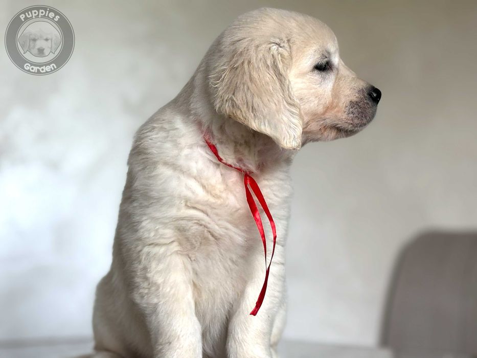 Szczeniak Golden Retriever - Suczka