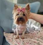 Yorkshire Terrier York FCI ZKwP SUCZKA
