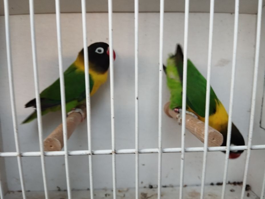 Nierozłączeki  czerwonoczelne para