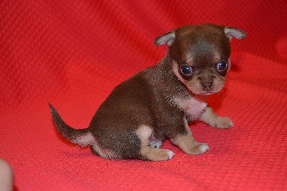 *Породные щенки чихуахуа: питомник