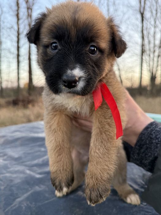 Щенки ищут семью