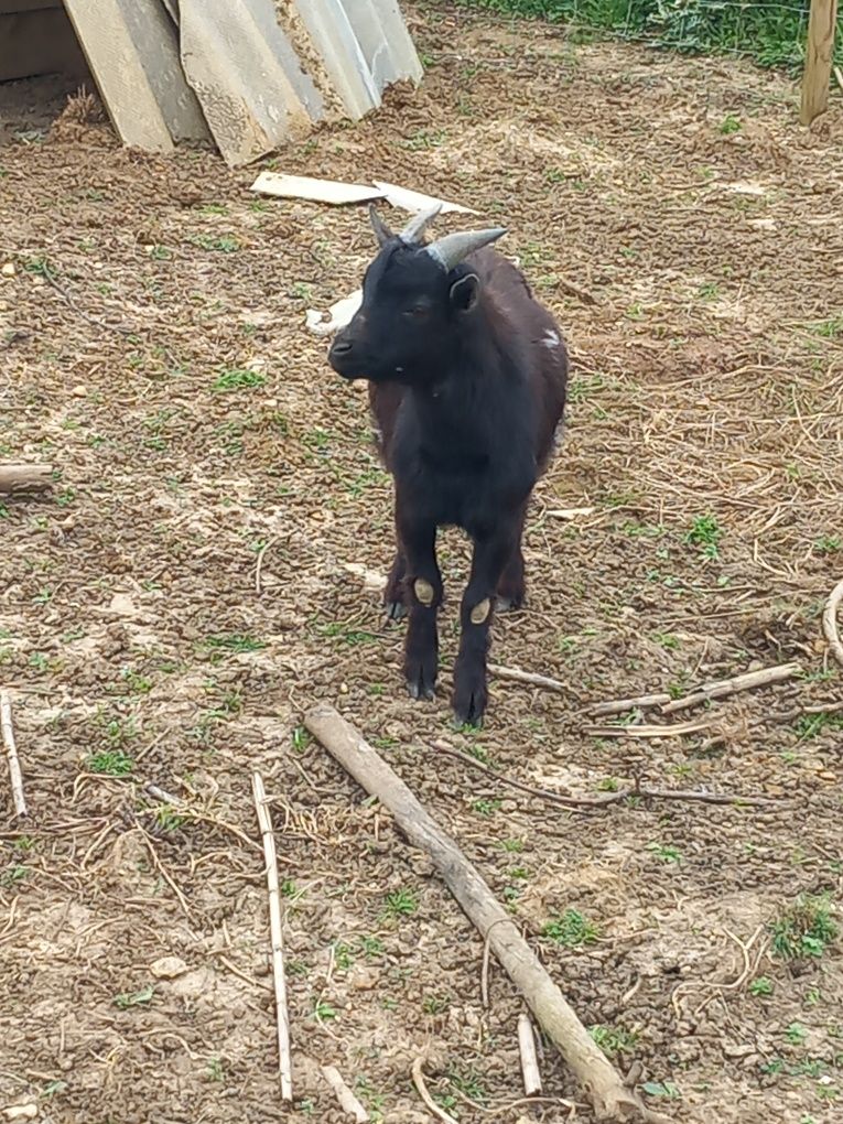 Cabrito Anão para venda