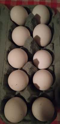Świeże jajka od młodych kur z wolnego wybiegu