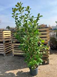 Laurowisnia 100-200 cm różne odmiany rutindifolia