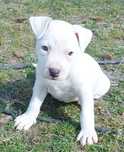 Amstaff suczka American Staffordshire Terrier