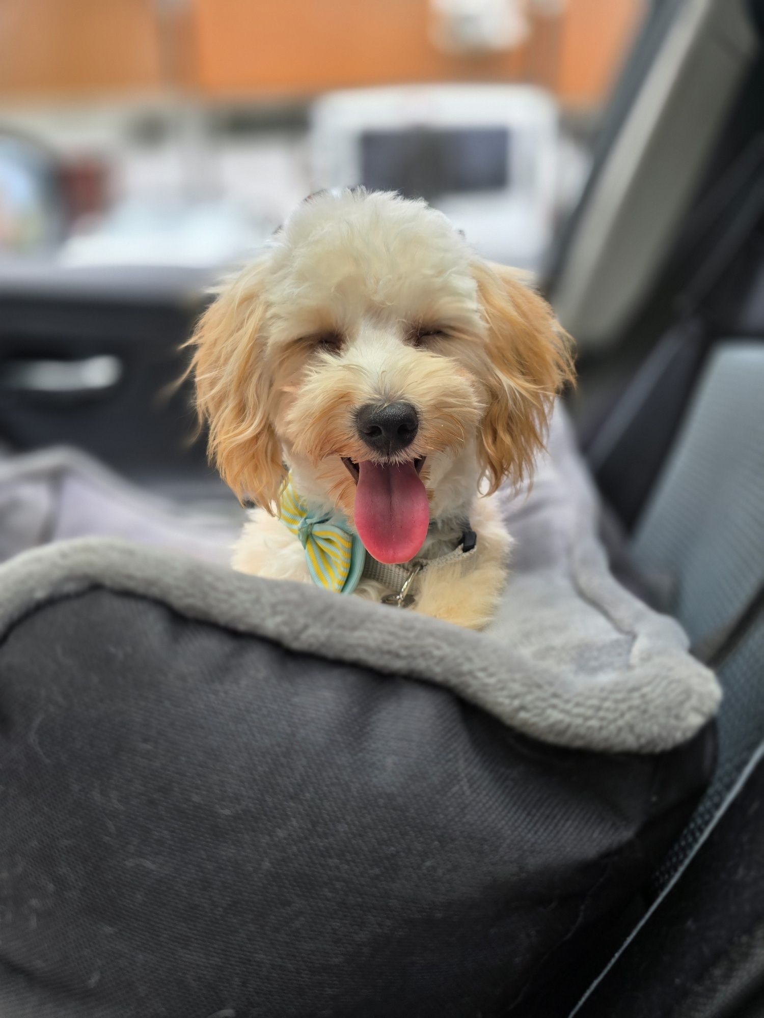 Maltipoo / chłopiec