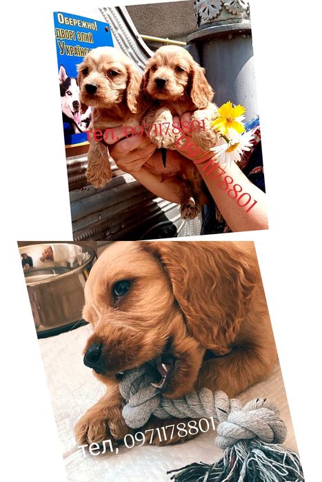 Мисливська порода собак- Англійські чистокровні кокер-спанієлі